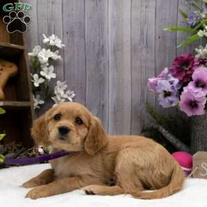 Shelby, Miniature Golden Retriever Puppy
